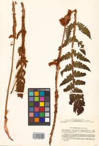 Osmundastrum cinnamomeum subsp. asiaticum (Fern.) Fraser-Jenkins, Siberia, Russian Far East (S6) (Russia)