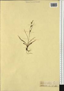 Carex punctata Gaudin, Western Europe (EUR) (Switzerland)