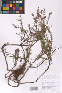 Thymus pallasianus Heinr.Braun, Eastern Europe, South Ukrainian region (E12) (Ukraine)