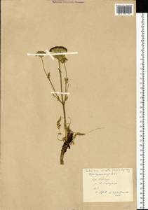 Schulzia crinita (Pall.) Spreng., Siberia, Baikal & Transbaikal region (S4) (Russia)