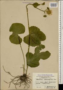 Doronicum macrophyllum Fisch., Caucasus, South Ossetia (K4b) (South Ossetia)