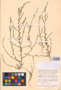 Salsola tamariscina Pall., Eastern Europe, Lower Volga region (E9) (Russia)