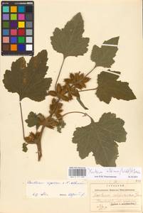 Xanthium orientale var. albinum (Widd.) Adema & M. T. Jansen, Eastern Europe, West Ukrainian region (E13) (Ukraine)