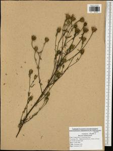 Centaurea pseudomaculosa Dobrocz, Eastern Europe, Central region (E4) (Russia)