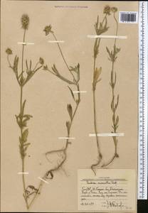 Lomelosia micrantha (Desf.) Greuter & Burdet, Middle Asia, Western Tian Shan & Karatau (M3) (Uzbekistan)