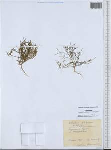 Leptaleum filifolium (Willd.) DC., Middle Asia, Karakum (M6) (Turkmenistan)