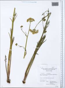 Sium suave Walter, Siberia, Baikal & Transbaikal region (S4) (Russia)