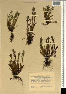 Myosotis lithospermifolia (Willd.) Hornem., Crimea (KRYM) (Russia)