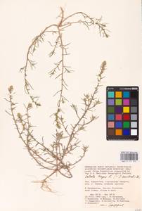 Salsola tragus L., Middle Asia, Caspian Ustyurt & Northern Aralia (M8) (Kazakhstan)