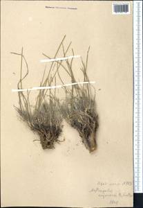 Astragalus kronenburgii B. Fedtsch. ex Kneucker, Middle Asia, Northern & Central Tian Shan (M4) (Kazakhstan)