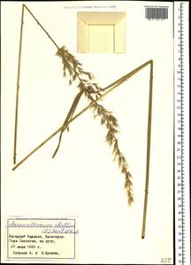 Arrhenatherum elatius (L.) P.Beauv. ex J.Presl & C.Presl, Caucasus, Azerbaijan (K6) (Azerbaijan)