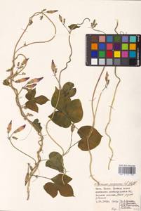 Ipomoea purpurea (L.) Roth, Eastern Europe, North Ukrainian region (E11) (Ukraine)