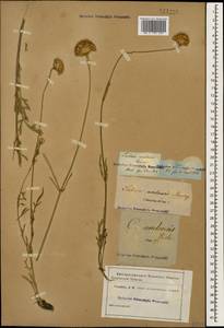 Cephalaria uralensis (Murray) Roem. & Schult., Caucasus (no precise locality) (K0)
