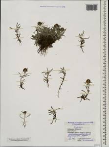 Omalotheca supina (L.) DC., Caucasus, Stavropol Krai, Karachay-Cherkessia & Kabardino-Balkaria (K1b) (Russia)