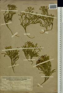 Diphasiastrum complanatum (L.) Holub, Eastern Europe, Volga-Kama region (E7) (Russia)