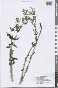 Nepeta nuda subsp. nuda, Eastern Europe, Middle Volga region (E8) (Russia)