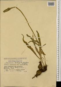 Candollea leptophylla (DC.) Yild., Caucasus, Azerbaijan (K6) (Azerbaijan)