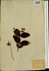 Lathyrus davidii Hance, South Asia, South Asia (Asia outside ex-Soviet states and Mongolia) (ASIA) (Japan)
