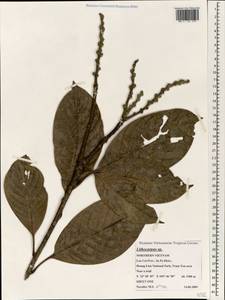 Lithocarpus, South Asia, South Asia (Asia outside ex-Soviet states and Mongolia) (ASIA) (Vietnam)
