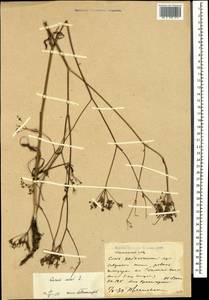 Carum carvi L., Caucasus, Stavropol Krai, Karachay-Cherkessia & Kabardino-Balkaria (K1b) (Russia)