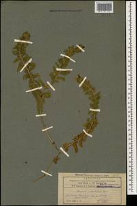 Alkanna orientalis (L.) Boiss., Caucasus, Armenia (K5) (Armenia)