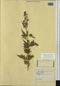 Chenopodiastrum hybridum (L.) S. Fuentes, Uotila & Borsch, Western Europe (EUR) (Italy)