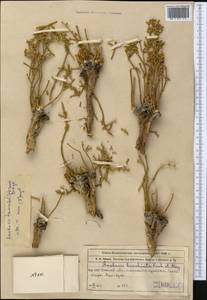 Anabasis truncata (Schrenk) Bunge, Middle Asia, Muyunkumy, Balkhash & Betpak-Dala (M9) (Kazakhstan)