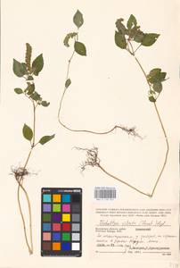 MHA 0 158 507, Elsholtzia ciliata (Thunb.) Hyl., Eastern Europe, Central region (E4) (Russia)
