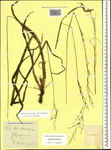 Glyceria notata Chevall., Caucasus, Armenia (K5) (Armenia)