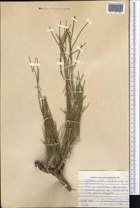 Ephedra foliata Boiss. ex C.A.Mey., Middle Asia, Pamir & Pamiro-Alai (M2) (Tajikistan)