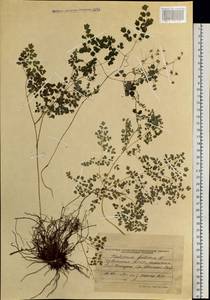 Thalictrum foetidum L., Siberia, Altai & Sayany Mountains (S2) (Russia)