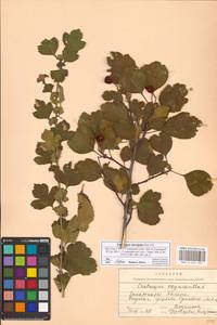 Crataegus laevigata (Poir.) DC., Eastern Europe, West Ukrainian region (E13) (Ukraine)