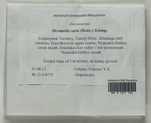 Dicranella varia (Hedw.) Schimp., Bryophytes, Bryophytes - Krasnoyarsk Krai, Tyva & Khakassia (B17) (Russia)