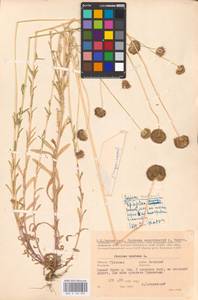 Jasione montana L., Eastern Europe, Central region (E4) (Russia)