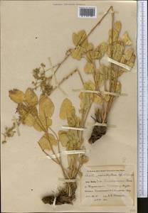 Mediasia macrophylla (Regel & Schmalh.) Pimenov, Middle Asia, Pamir & Pamiro-Alai (M2) (Uzbekistan)