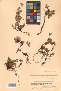 Salix nummularia Andersson, Siberia, Chukotka & Kamchatka (S7) (Russia)