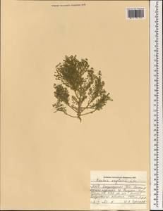 Kochia krylovii Litv., Mongolia (MONG) (Mongolia)
