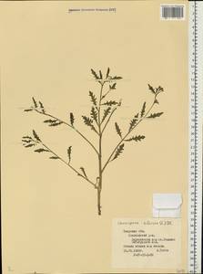 Chorispora sibirica (L.) DC., Eastern Europe, North-Western region (E2) (Russia)