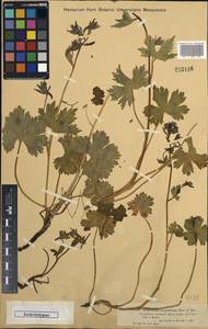 Delphinium dasyanthum Kar. & Kir., Middle Asia, Dzungarian Alatau & Tarbagatai (M5) (Kazakhstan)