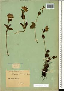 Astrantia maxima Pall., Caucasus, Armenia (K5) (Armenia)