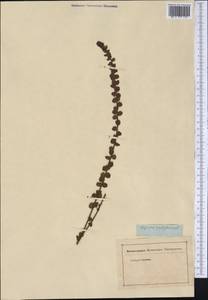 Morella cordifolia (L.) D.J.B. Killick, America (AMER) (Not classified)