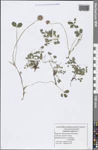 Trifolium fragiferum L., Eastern Europe, Middle Volga region (E8) (Russia)