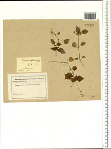 Circaea alpina L., Eastern Europe, Moscow region (E4a) (Russia)