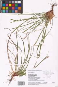 Carex digitata L., Eastern Europe, Central region (E4) (Russia)