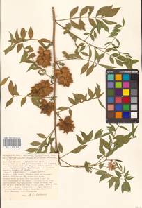 Glycyrrhiza pallidiflora Maxim., Siberia, Russian Far East (S6) (Russia)