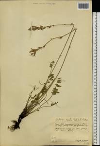 Oxytropis spicata (Pall.)O.Fedtsch. & B.Fedtsch., Eastern Europe, Eastern region (E10) (Russia)