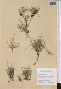 Carex rupestris All., America (AMER) (Greenland)