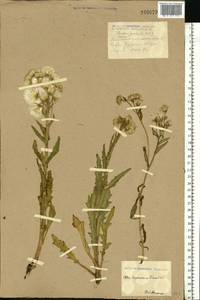 Tephroseris palustris (L.) Fourr., Eastern Europe, Central forest-and-steppe region (E6) (Russia)
