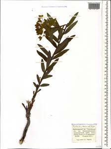 Euphorbia tauricola Prokh., Caucasus, Black Sea Shore (from Novorossiysk to Adler) (K3) (Russia)
