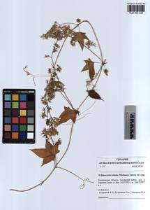KUZ 003 325, Echinocystis lobata (Michx.) Torr. & Gray, Siberia, Altai & Sayany Mountains (S2) (Russia)